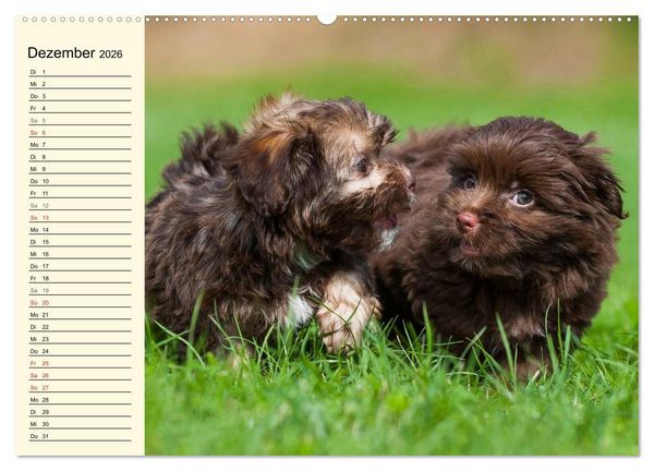 Produktbild: Kobolde auf 4 Pfoten - Bolonka Zwetna (Wandkalender 2026 DIN A2 quer), CALVENDO Monatskalender