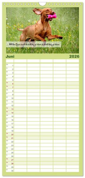 Produktbild: Familienplaner 2026 - Magyar Vizsla - Zauberhafte Kobolde mit 5 Spalten (Wandkalender, 21 x 45 cm) CALVENDO