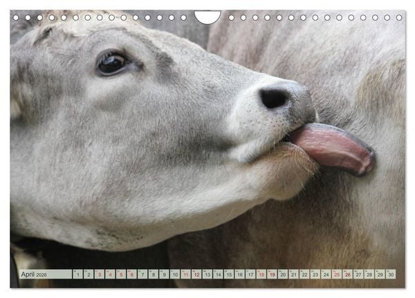 Produktbild: Alpenrinder (Wandkalender 2026 DIN A4 quer), CALVENDO Monatskalender
