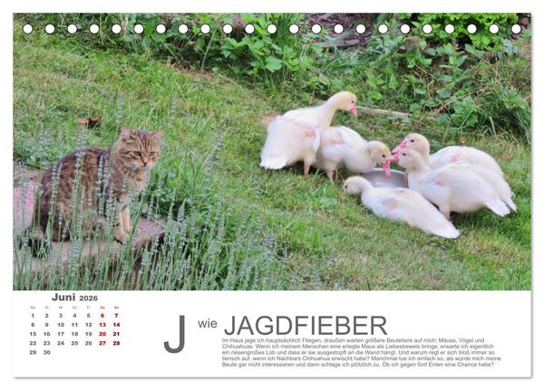 Produktbild: Katzen ABC (Tischkalender 2026 DIN A5 quer), CALVENDO Monatskalender