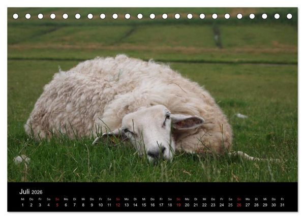 Produktbild: Schafe in Dithmarschen (Tischkalender 2026 DIN A5 quer), CALVENDO Monatskalender