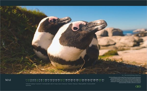 Produktbild: GEO Einzigartige Tierarten 2027