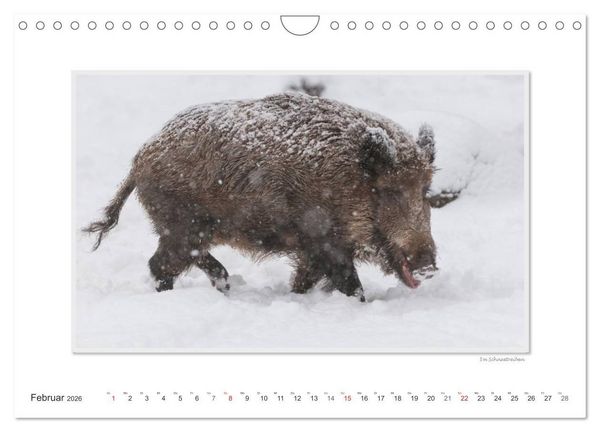 Produktbild: Emotionale Momente: Das Wildschwein. / CH-Version (Wandkalender 2026 DIN A4 quer), CALVENDO Monatskalender