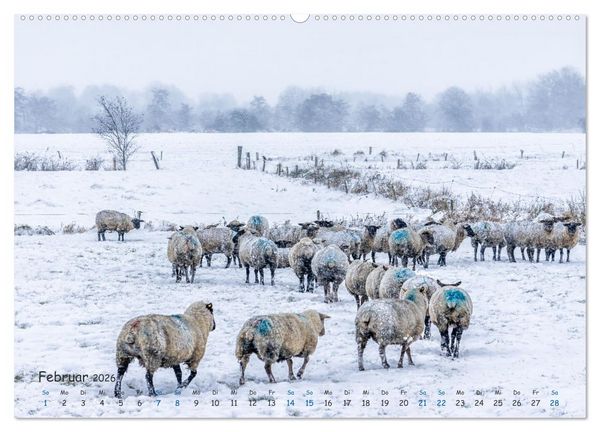 Produktbild: Westk&uuml;ste - Zwischen St. Peter Ording, B&uuml;sum und Elbe (Wandkalender 2026 DIN A2 quer), CALVENDO Monatskalender