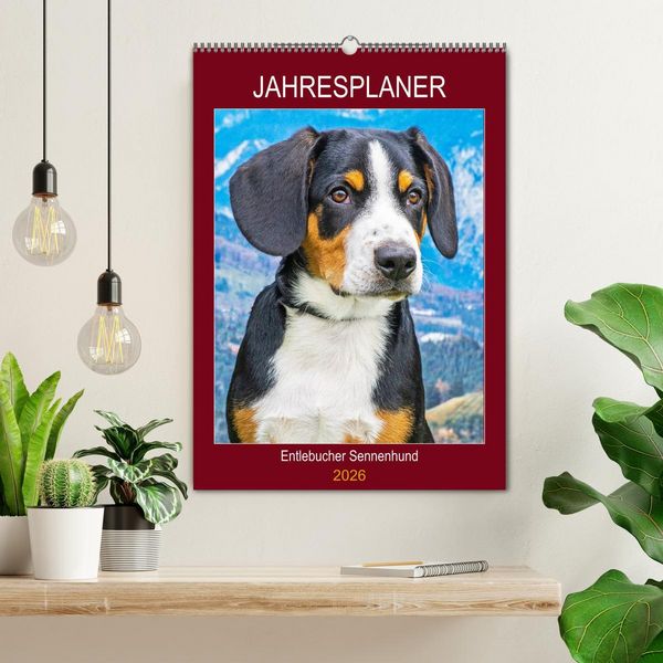 Produktbild: Jahresplaner Entlebucher Sennenhund (Wandkalender 2026 DIN A2 hoch), CALVENDO Monatskalender
