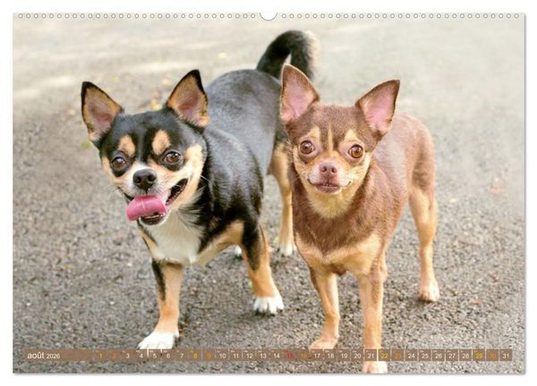 Produktbild: Chihuahua : petit, mais costaud (Calendrier mural 2026 DIN A2 vertical) calendrier de bureau