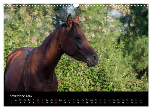 Produktbild: Cheval camarguais (Calendrier mural 2026 DIN A3 vertical), CALVENDO calendrier mensuel