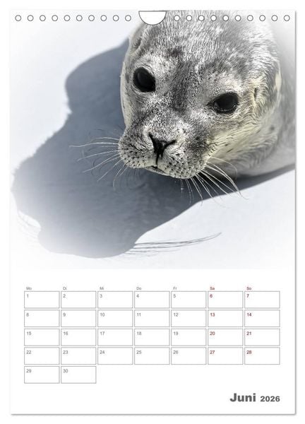 Produktbild: Texel - Momente die verzaubern (Wandkalender 2026 DIN A4 hoch), CALVENDO Monatskalender
