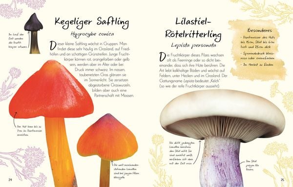 Produktbild: Wundervolle Welt &ndash; Kleine Sch&auml;tze. Pilze