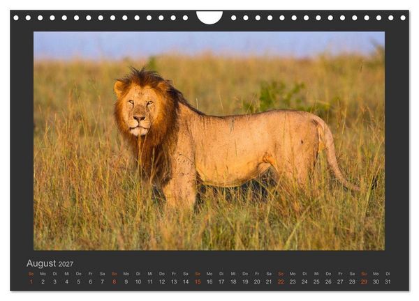 Produktbild: L&ouml;wen Wildlife-Fotografien (Wandkalender 2027 DIN A4 quer), CALVENDO Monatskalender