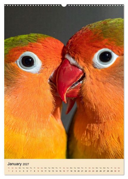 Produktbild: Little Birds in Love (Wall Calendar 2027 DIN A2 portrait), CALVENDO 12 Month Wall Calendar