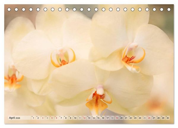 Produktbild: Farbenfroher Bl&uuml;tentraum (Tischkalender 2026 DIN A5 quer), CALVENDO Monatskalender