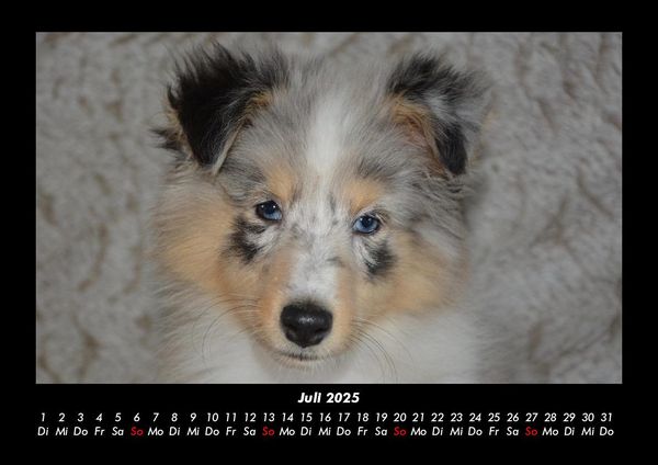 Produktbild: Hunde 2025 Fotokalender DIN A3
