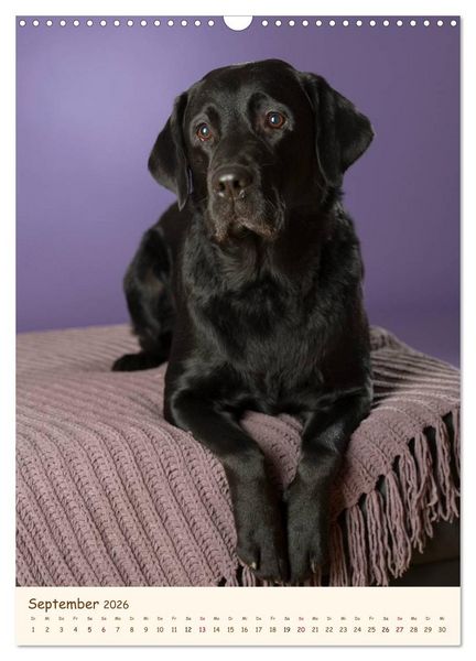 Produktbild: Labrador Retriever (Wandkalender 2026 DIN A3 hoch), CALVENDO Monatskalender