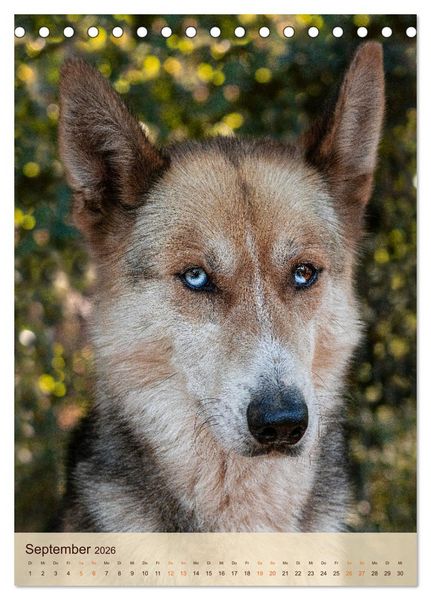 Produktbild: Im Husky-Rudel (Tischkalender 2026 DIN A5 hoch), CALVENDO Monatskalender