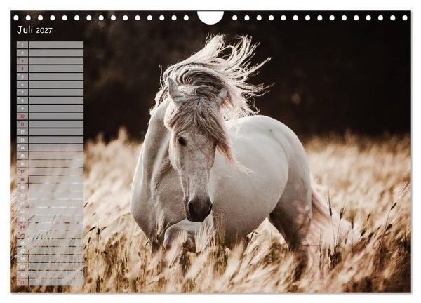 Produktbild: Pferde - Spiegel deiner Seele (Wandkalender 2027 DIN A4 quer), CALVENDO Monatskalender