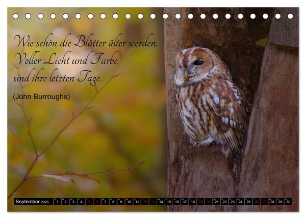 Produktbild: der Waldkauz - Strix Aluco (Tischkalender 2026 DIN A5 quer), CALVENDO Monatskalender