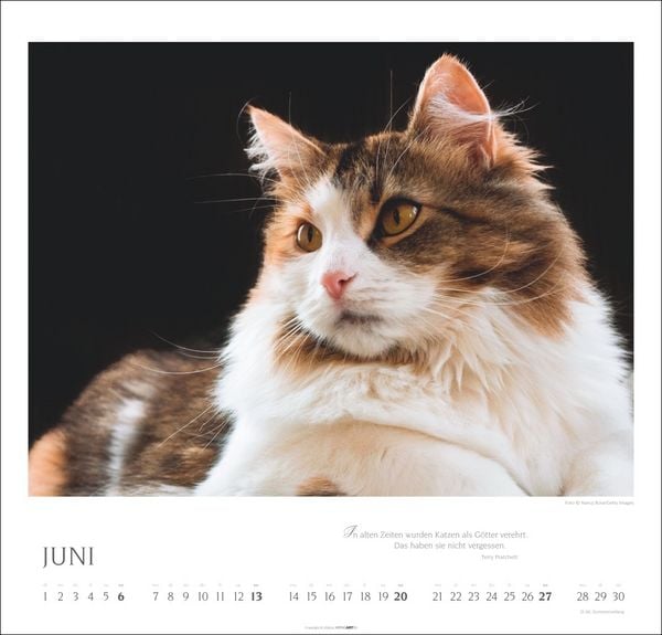 Produktbild: Katzen - Diven auf Samtpfoten Kalender 2027 - Diven auf Samtpfoten