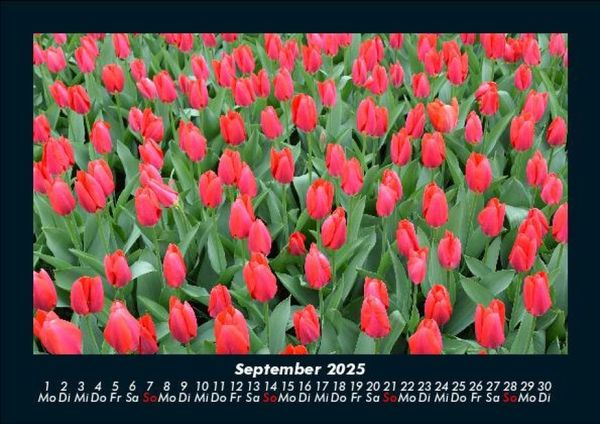 Produktbild: Blumentr&auml;ume 2025 Fotokalender DIN A5
