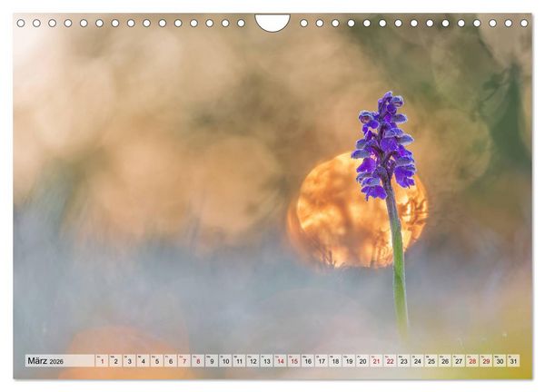 Produktbild: M&auml;rchenwelt der Wildblumen (Wandkalender 2026 DIN A4 quer), CALVENDO Monatskalender