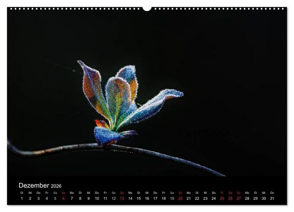 Produktbild: Wilde Bl&uuml;ten-Tr&auml;ume (Wandkalender 2026 DIN A2 quer), CALVENDO Monatskalender