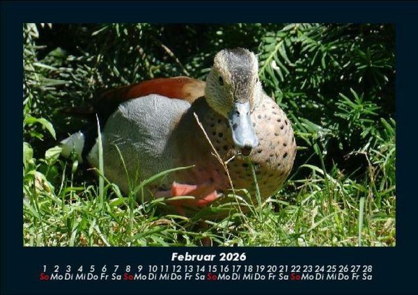 Produktbild: Enten 2026 Fotokalender DIN A5