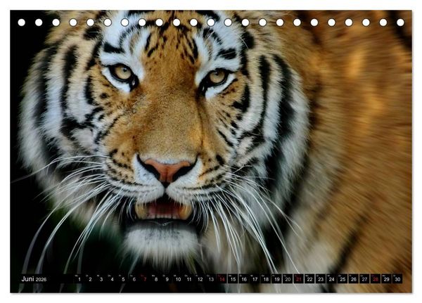 Produktbild: Tiger - die leisen J&auml;ger des Dschungels (Tischkalender 2026 DIN A5 quer), CALVENDO Monatskalender