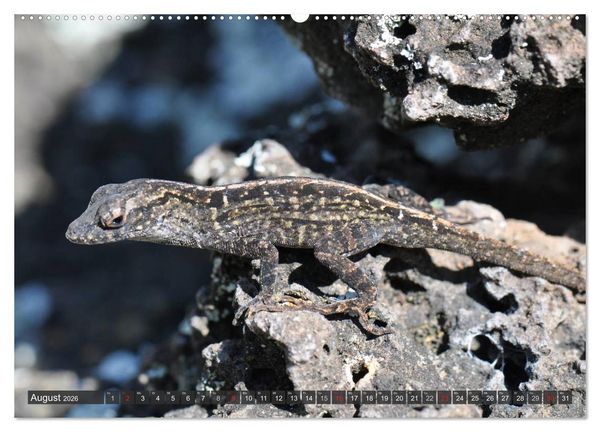 Produktbild: Wilde Fauna - Reptilien (hochwertiger Premium Wandkalender 2026 DIN A2 quer), Kunstdruck in Hochglanz