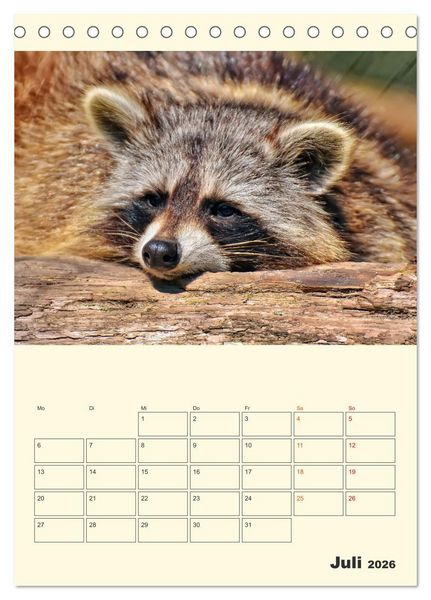 Produktbild: Drolliger Waschb&auml;r (Tischkalender 2026 DIN A5 hoch), CALVENDO Monatskalender