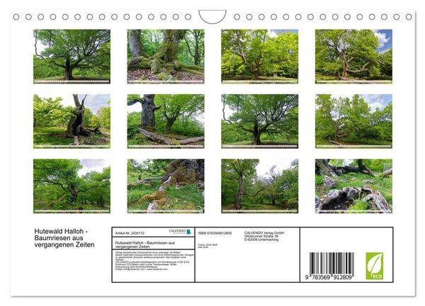 Produktbild: Hutewald Halloh - Baumriesen aus vergangenen Zeiten (Wandkalender 2027 DIN A4 quer), CALVENDO Monatskalender