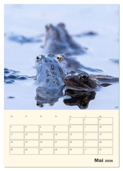 Produktbild: Moorfrosch Geheimnisse &ndash; Farben, Flirts & Froschkonzerte - Tanja Riedel (Wandkalender 2026 DIN A4 hoch), CALVENDO Monatskalender
