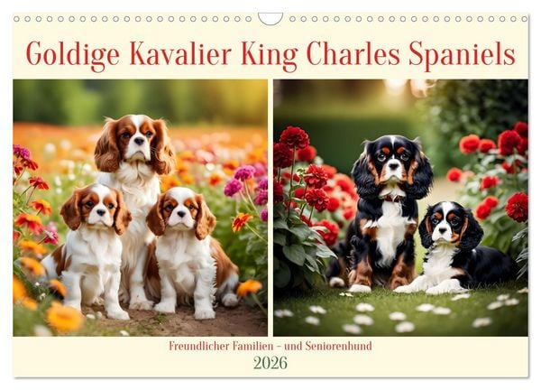 Produktbild: Goldige Kavalier King Charles Spaniels (Wandkalender 2026 DIN A3 quer), CALVENDO Monatskalender
