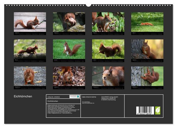 Produktbild: Eichh&ouml;rnchen (hochwertiger Premium Wandkalender 2026 DIN A2 quer), Kunstdruck in Hochglanz