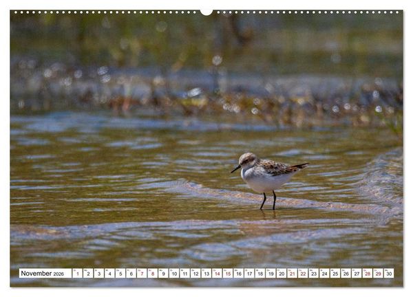 Produktbild: Vogelparadies Volvi-See (hochwertiger Premium Wandkalender 2026 DIN A2 quer), Kunstdruck in Hochglanz