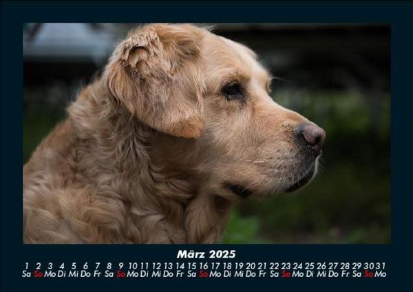 Produktbild: Welt der Tiere 2025 Fotokalender DIN A5