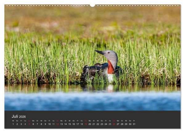 Produktbild: V&ouml;gel im Norden Europas (hochwertiger Premium Wandkalender 2026 DIN A2 quer), Kunstdruck in Hochglanz