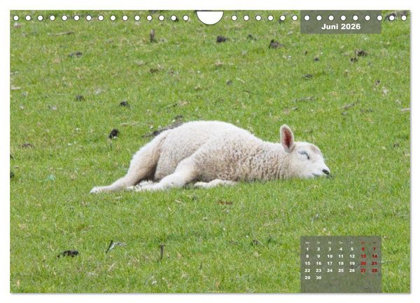 Produktbild: Naturparadies Nordstrand und Beltringharder Koog (Wandkalender 2026 DIN A4 quer), CALVENDO Monatskalender