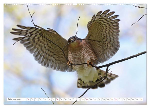 Produktbild: Sperber - Kleiner Vogel Greif (hochwertiger Premium Wandkalender 2026 DIN A2 quer), Kunstdruck in Hochglanz