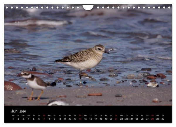 Produktbild: Limikolen Watv&ouml;gel auf dem Zug (Wandkalender 2026 DIN A4 quer), CALVENDO Monatskalender