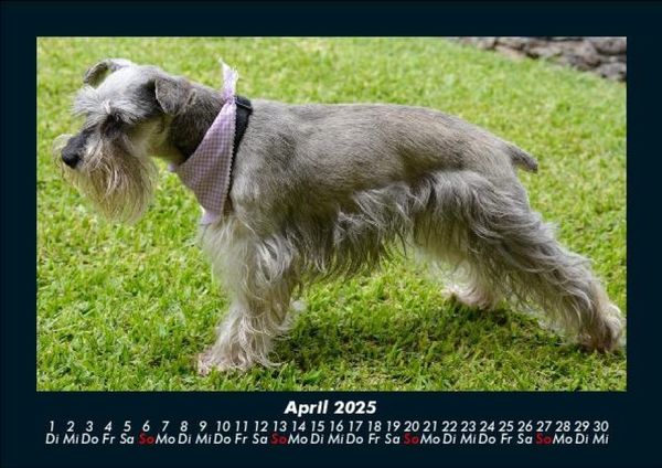 Produktbild: Der Hundekalender 2025 Fotokalender DIN A5