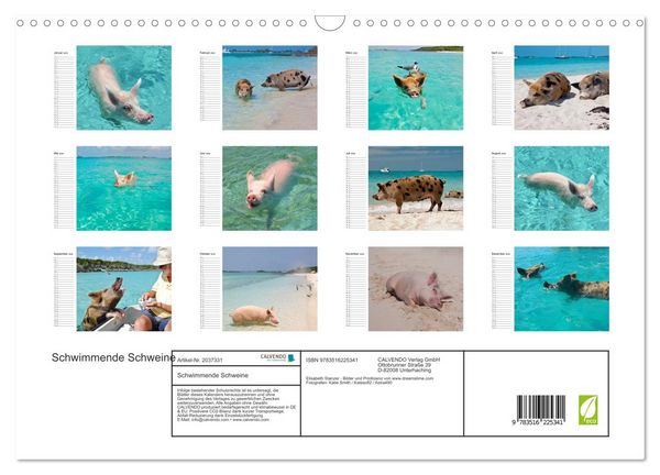 Produktbild: Schwimmende Schweine (Wandkalender 2026 DIN A3 quer), CALVENDO Monatskalender