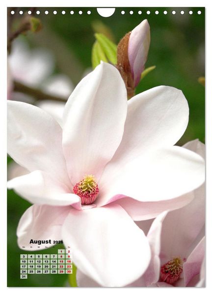 Produktbild: Magnolien Ein Fr&uuml;hlingstraum (Wandkalender 2026 DIN A4 hoch), CALVENDO Monatskalender