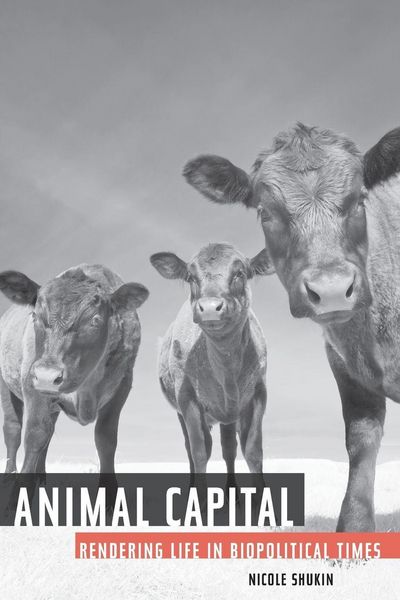 Produktbild: Animal Capital