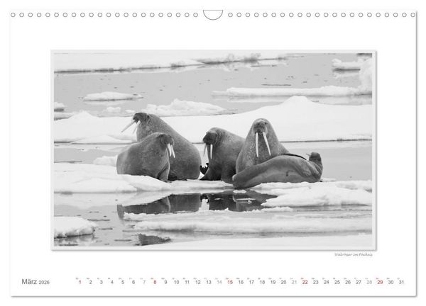 Produktbild: Spitzbergen Svalbard (Wandkalender 2026 DIN A3 quer), CALVENDO Monatskalender