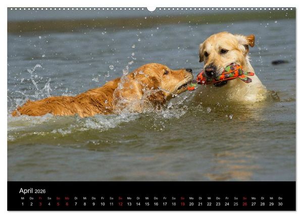 Produktbild: Golden Retriever - Ein Herz auf 4 Pfoten (hochwertiger Premium Wandkalender 2026 DIN A2 quer), Kunstdruck in Hochglanz