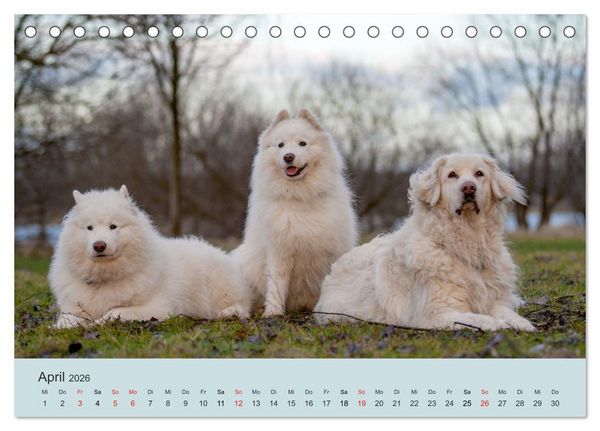 Produktbild: Samojeden - Liebenswerte Fellkugeln (Tischkalender 2026 DIN A5 quer), CALVENDO Monatskalender