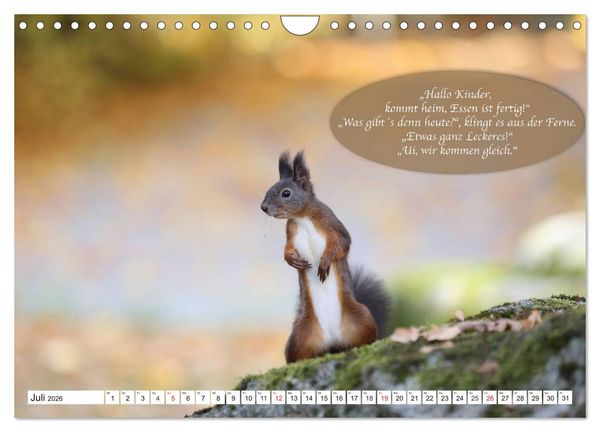 Produktbild: Eichh&ouml;rnchen - Lustige Kurzgeschichten mit den quirligen Wildtieren (Wandkalender 2026 DIN A4 quer), CALVENDO Monatskalender