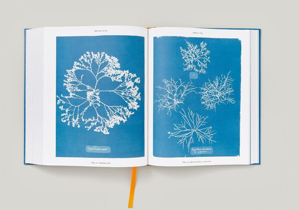 Produktbild: Anna Atkins