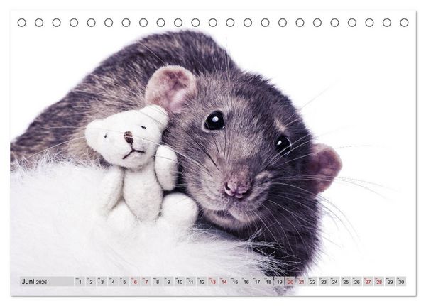 Produktbild: Rattenscharf und zuckers&uuml;&szlig; (Tischkalender 2026 DIN A5 quer), CALVENDO Monatskalender