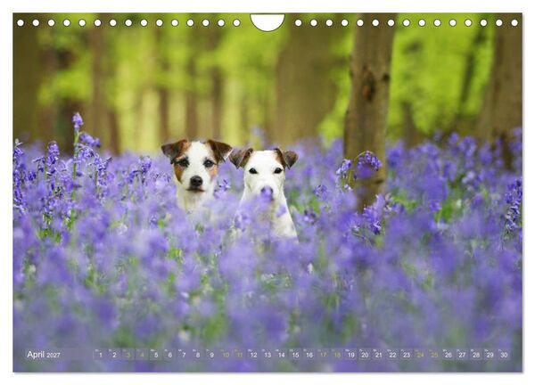 Produktbild: Die Parson-Russell-Terrier...mit neuen Abenteuern aus der Hundeknipserei (Wandkalender 2027 DIN A4 quer), CALVENDO Monatskalender